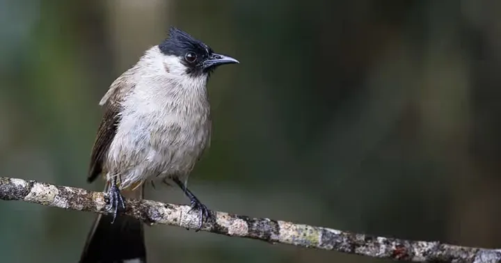 5 Burung Kicau Murah Merdu: Pilihan Terbaik Pemula