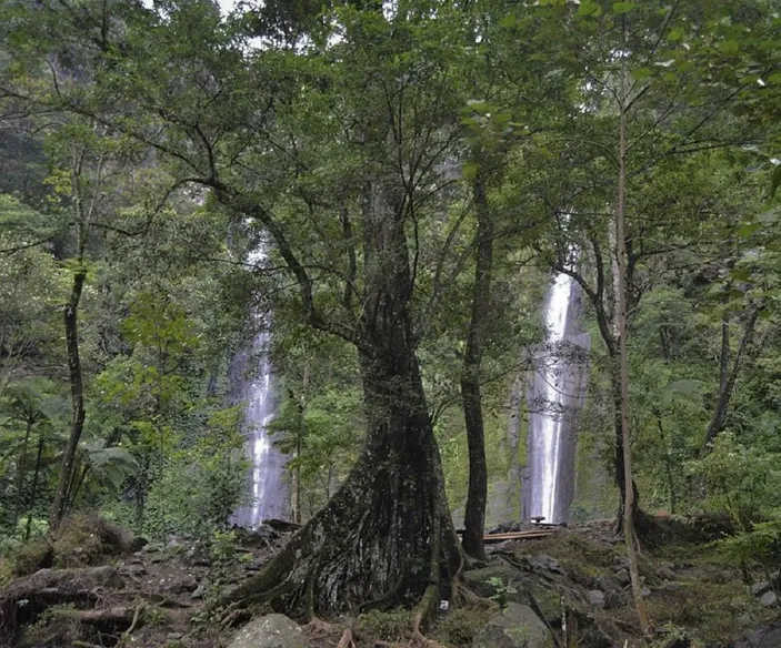 7 Surga Alam Bondowoso: Liburan Keluarga Dekat Kota, Murah!
