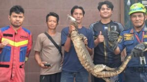 Biawak Raksasa 1,5 Meter Serbu Rumah Bogor, Petugas Damkar Beraksi