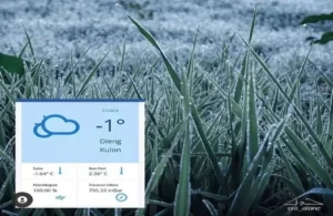 Dieng Membeku! Suhu Minus 1 Derajat, Embun Es Muncul