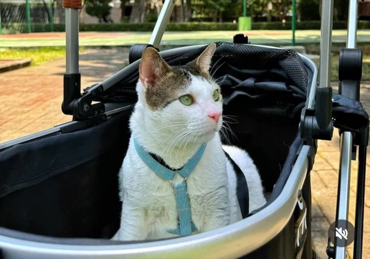 Kucing kesayangan Prabowo dapat hadiah istimewa PM Australia