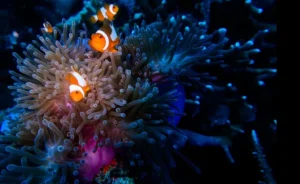 Petualangan Menyelam Karimunjawa: Eksplorasi Surga Bawah Laut UGM