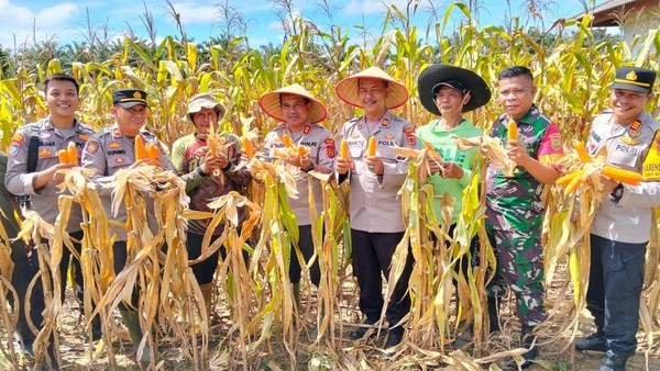 Polda Jambi Panen Raya: 46 Ton Jagung Amankan Ketahanan Pangan