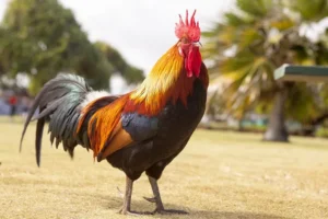Rahasia Sukses Ternak Ayam Kampung Skala Rumah: Untung Besar!
